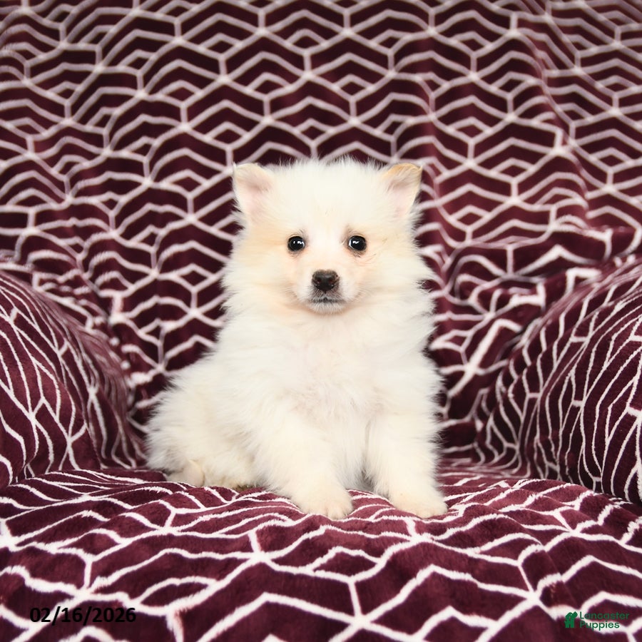 Mixed Breed dogs London - Ad 1