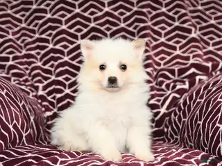 Mixed Breed dogs for sale: London - Ad 2