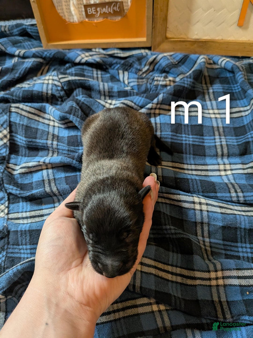 Belgian Malinois dogs for sale: Belgian Malinois Puppy 1 - Ad 3