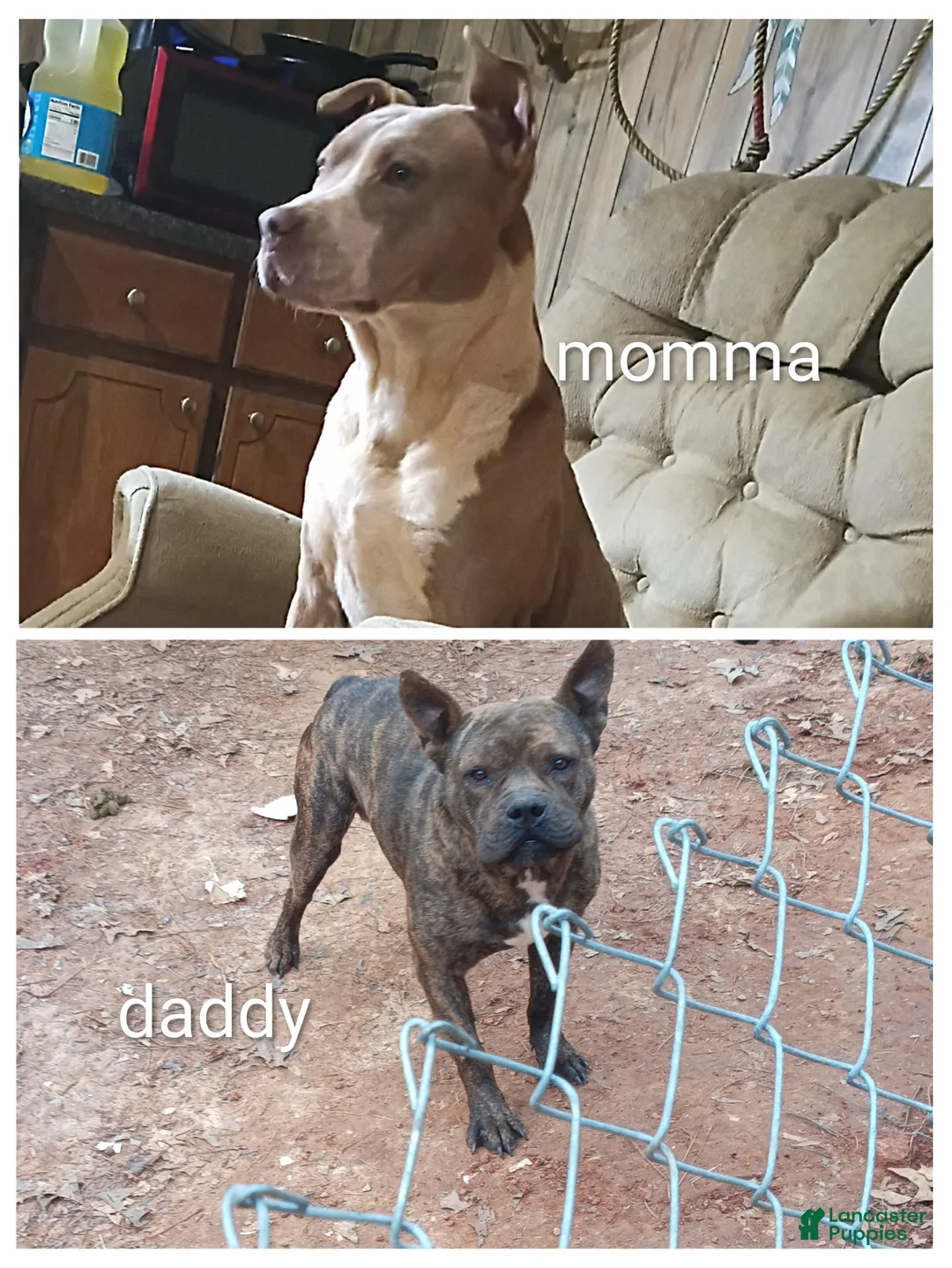 Mixed Breed dogs for sale: Mixed Breed Puppy 1 - Ad 2