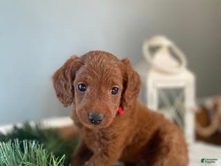 Mixed Breed dogs Rudolph - Ad 31