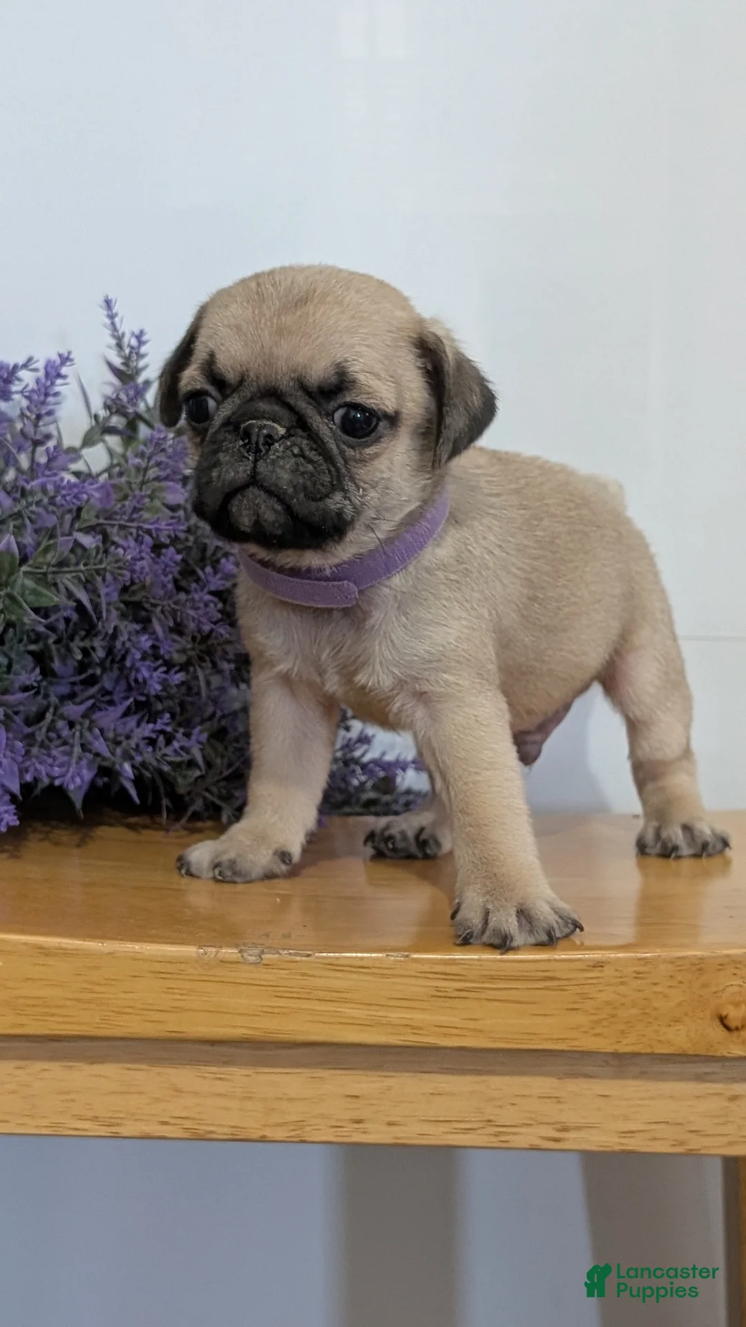 Pug dogs for sale: Nemo - Ad 2