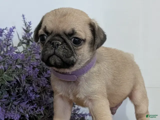Pug dogs for sale: Nemo - Ad 2