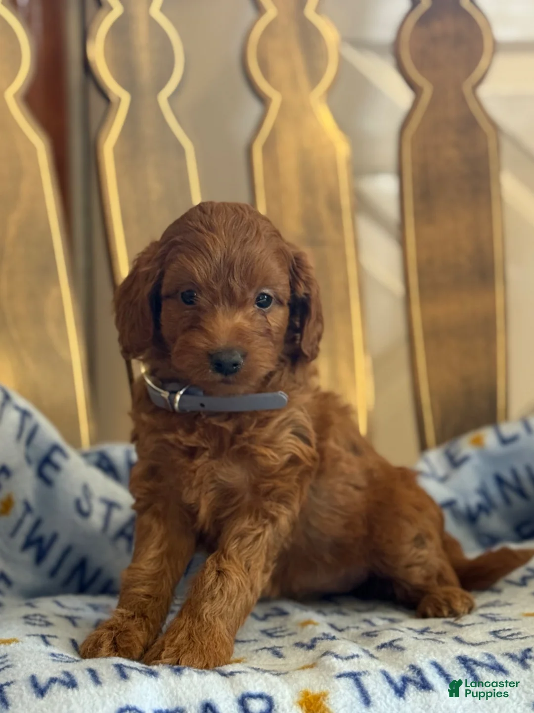 Cavapoo dogs for sale: Fran - Ad 2