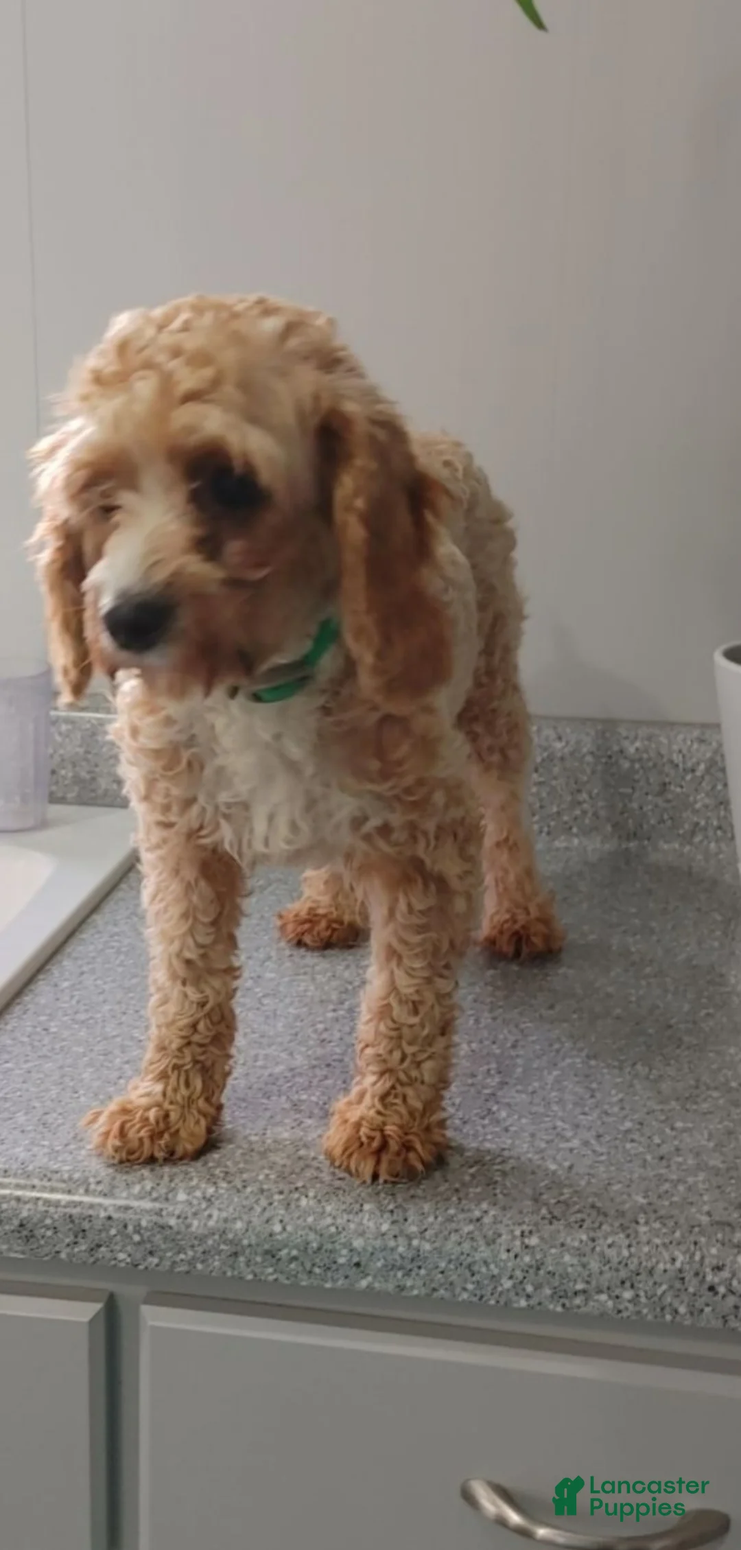 Cavapoo dogs for sale: "Tiny Tater" - Ad 15