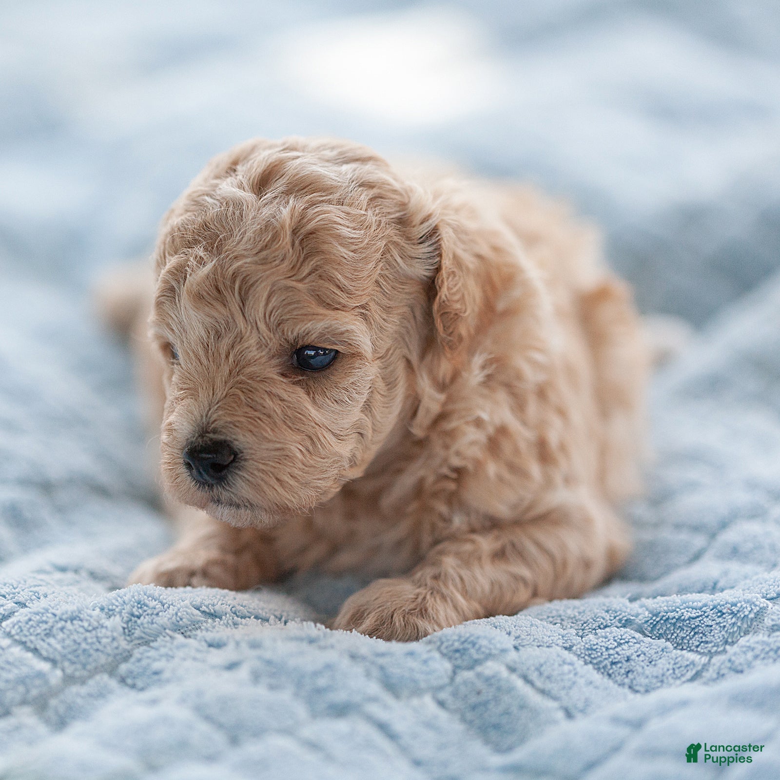 Maltipoo dogs Millie Maltipoo  - Ad 2