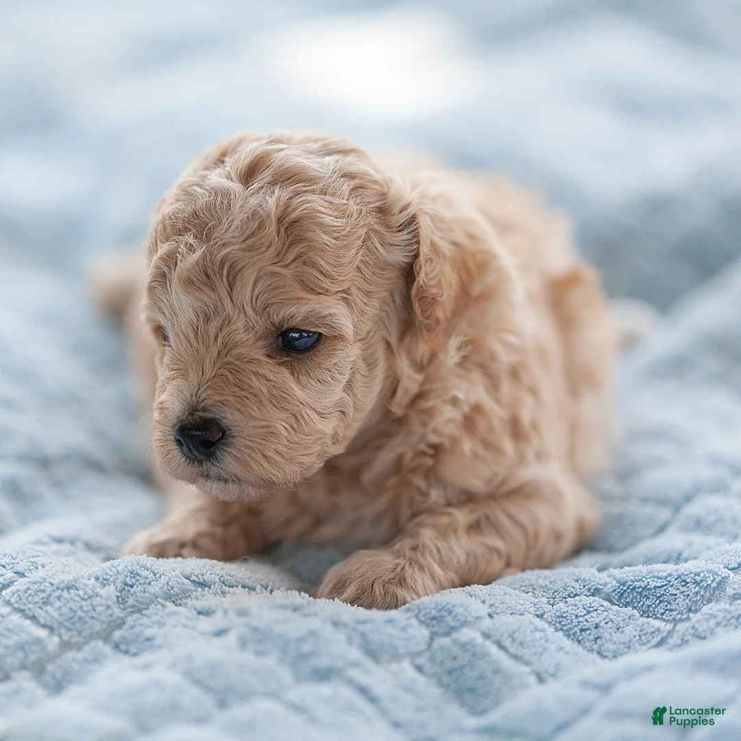 Maltipoo dogs for sale: Millie Maltipoo  - Ad 2
