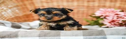 Yorkshire Terrier dogs for sale: Monty - Ad 3