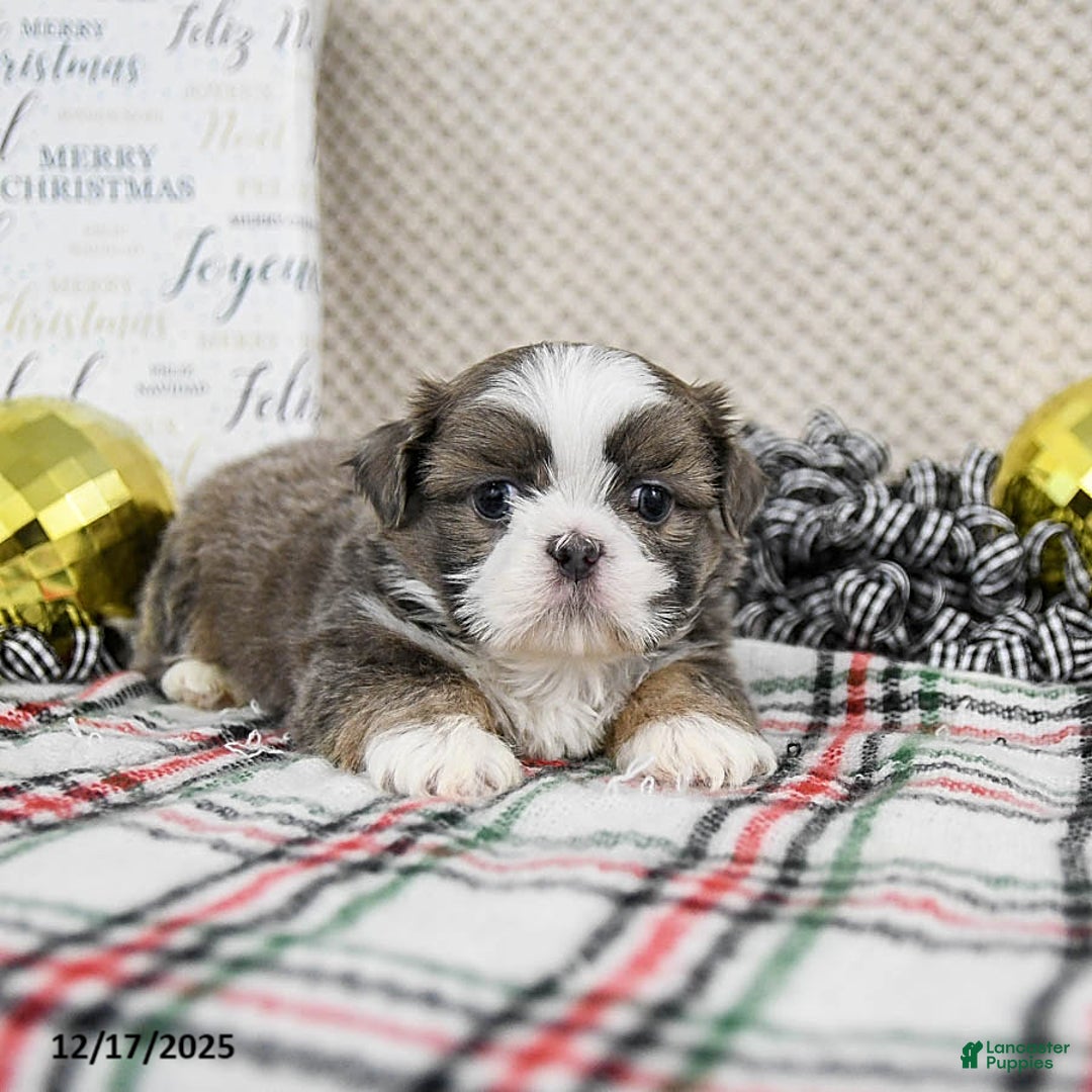 Shih Tzu dogs for sale: Scooter - Ad 2