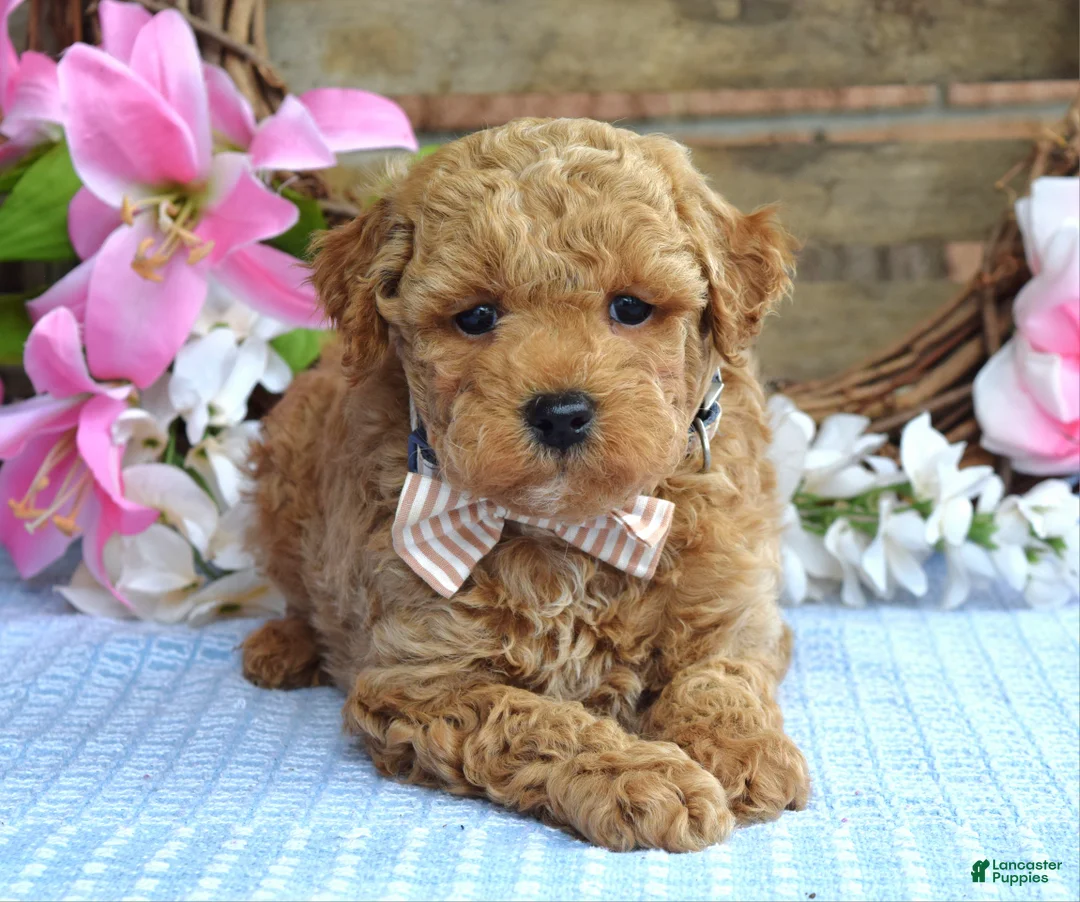 Maltipoo dogs for sale: Maverick  - Ad 2