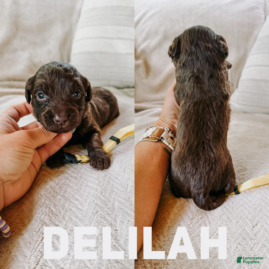Aussiedoodle dogs for sale: Delilah  - Ad 1