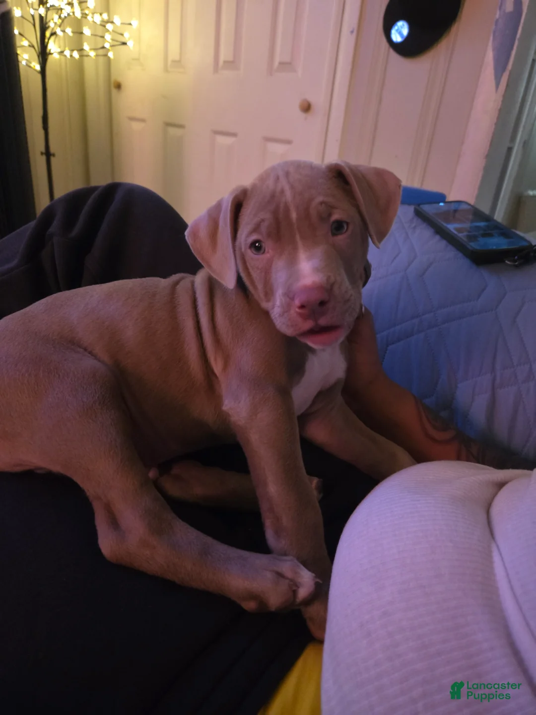 American Pit Bull Terrier dogs for sale: American Pit Bull Terrier Puppy 1 - Ad 2