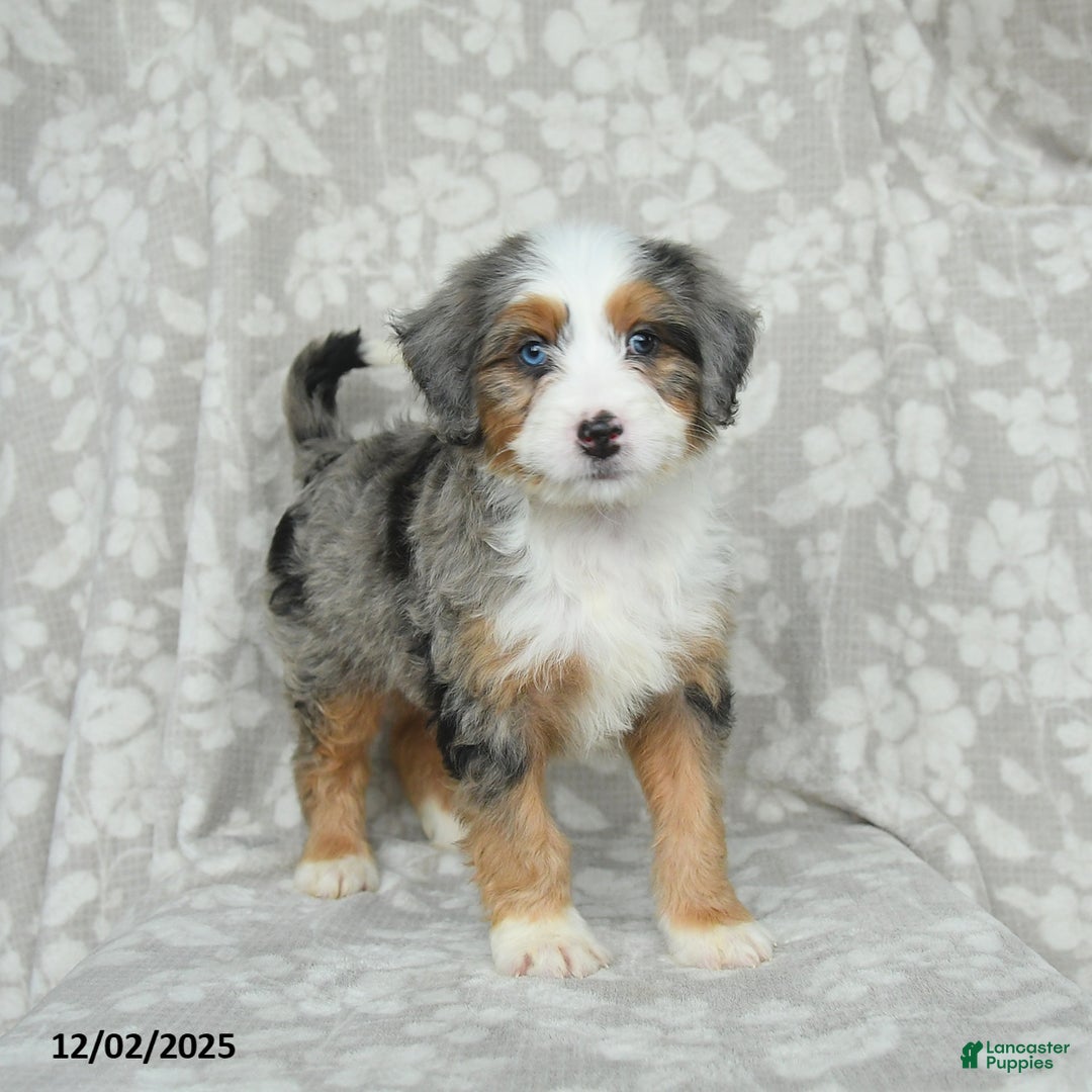 Mini Bernedoodle dogs for sale: Tango - Ad 4