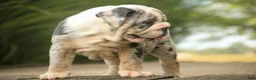 English Bulldog dogs for sale: Seth English Bulldog  - Ad 9