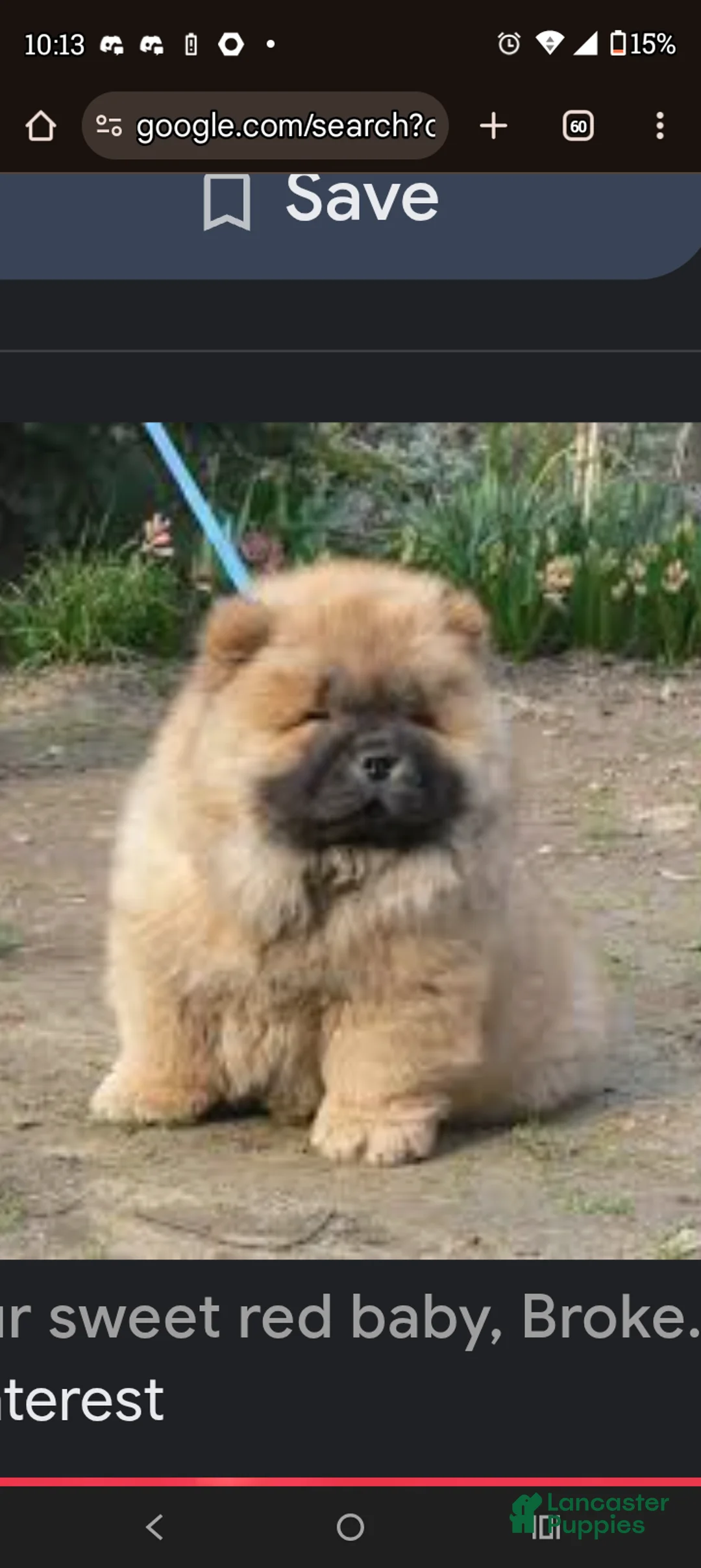 Chow Chow dogs for sale: Foxy  - Ad 4