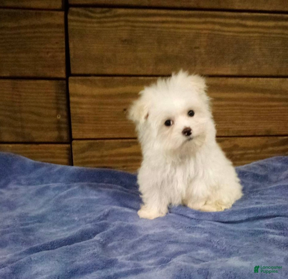 Maltese dogs Snowy - Ad 29