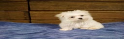Maltese dogs for sale: Snowy - Ad 1