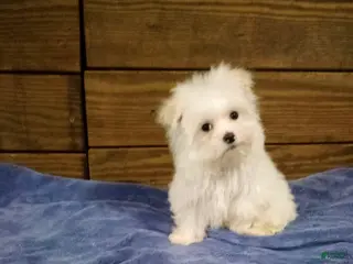 Maltese dogs Snowy - Ad 27