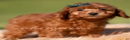 Toy Poodle dogs for sale: Harlow AKC - Ad 3