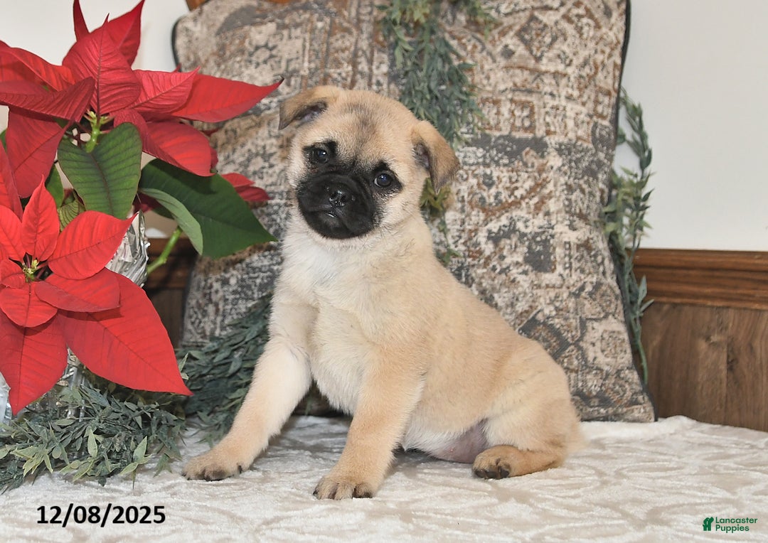 Mixed Breed dogs for sale: Princess - Ad 5