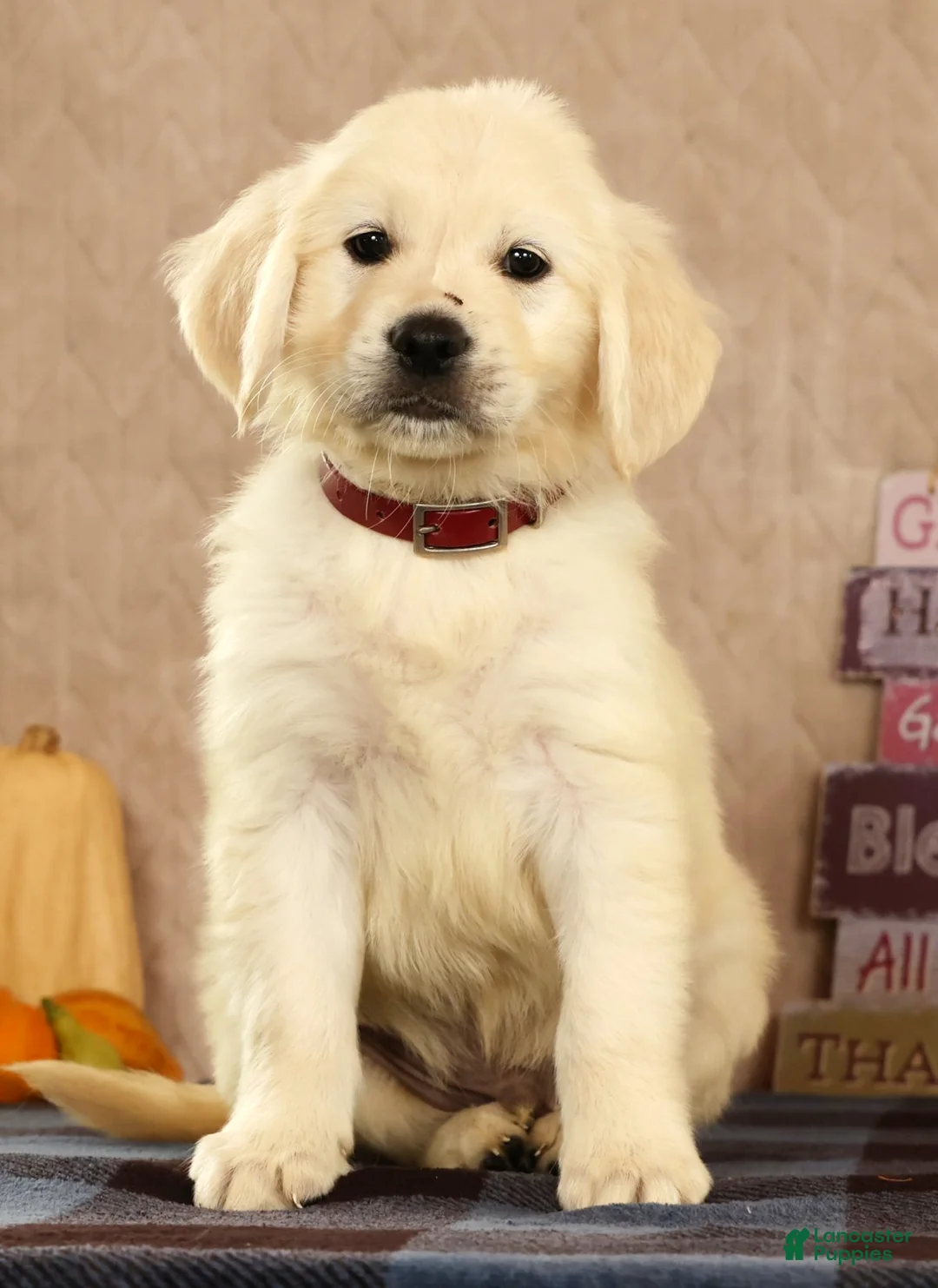 Golden Retriever dogs for sale: Gavin - Ad 1