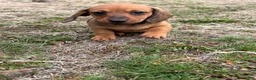 Dachshund dogs for sale: Charlotte - Ad 6