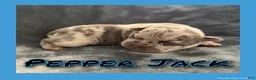 French Bulldog dogs for sale: Pepper Jack - Ad 7