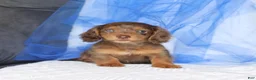 Miniature Dachshund dogs for sale: Tippo - Ad 1