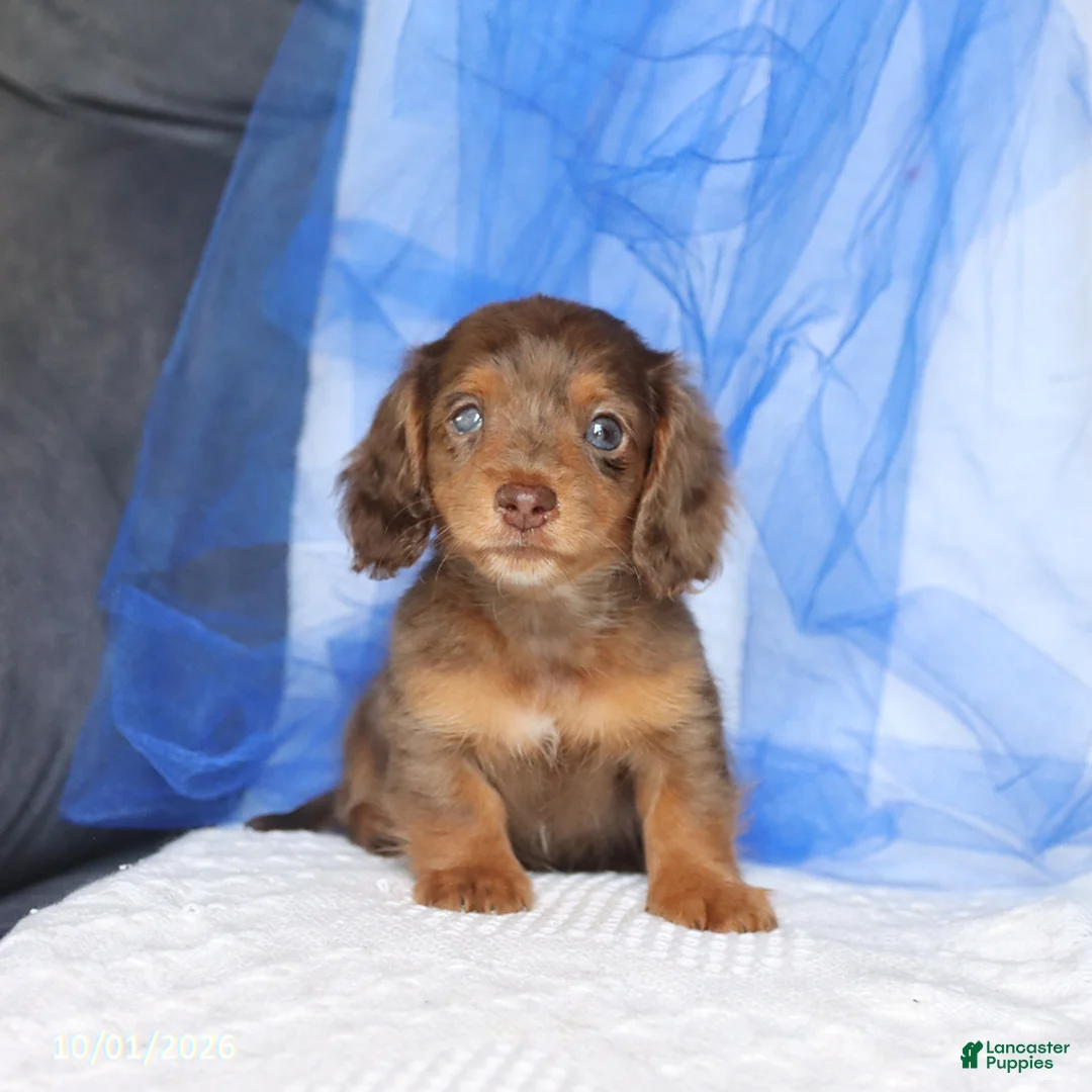 Miniature Dachshund dogs for sale: Tippo - Ad 1