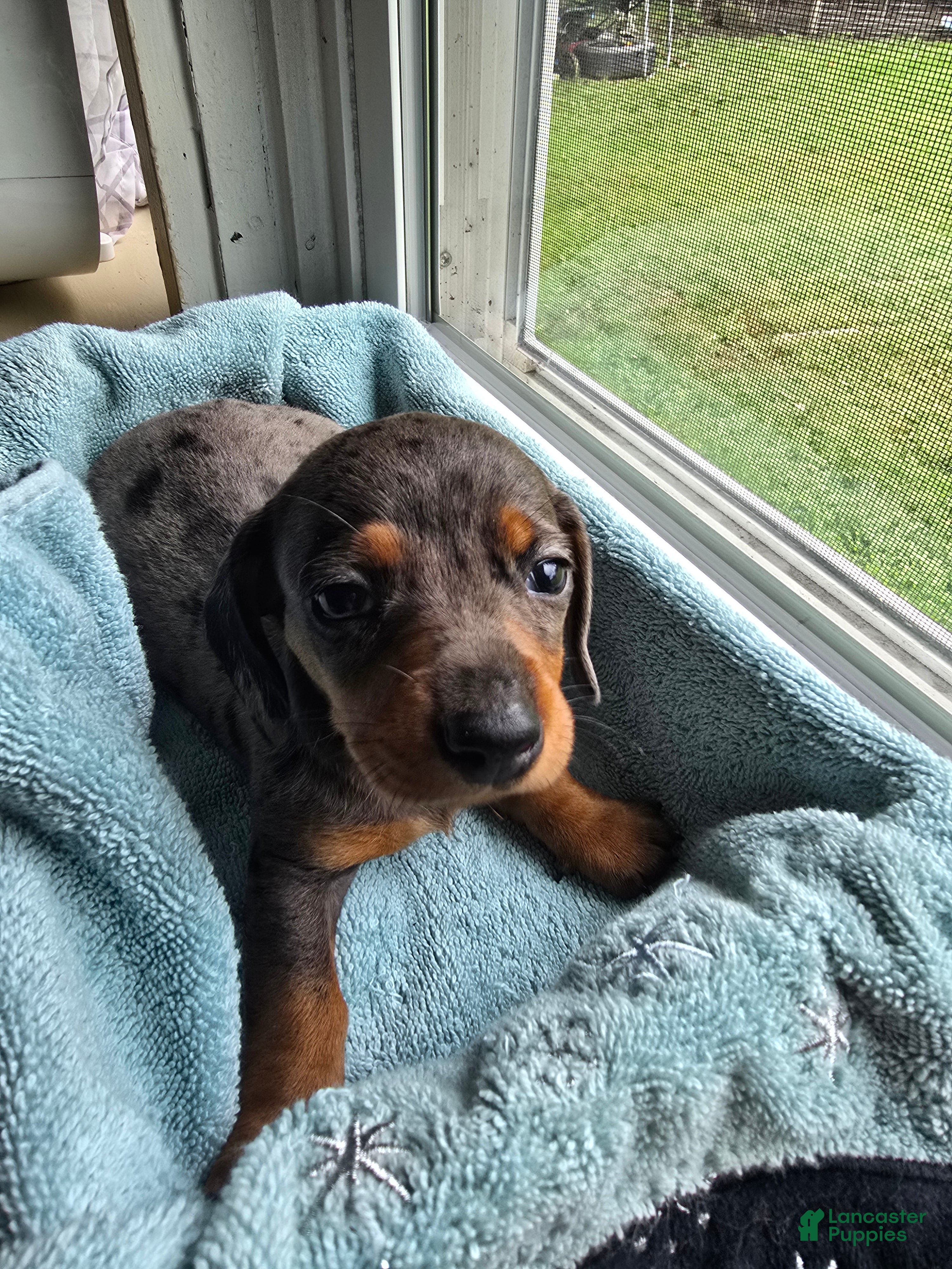 Miniature Dachshund dogs Moe - Ad 7