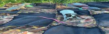 Wirehaired Pointing Griffon Female 1