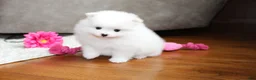 Pomeranian dogs for sale: Emmy - Ad 5