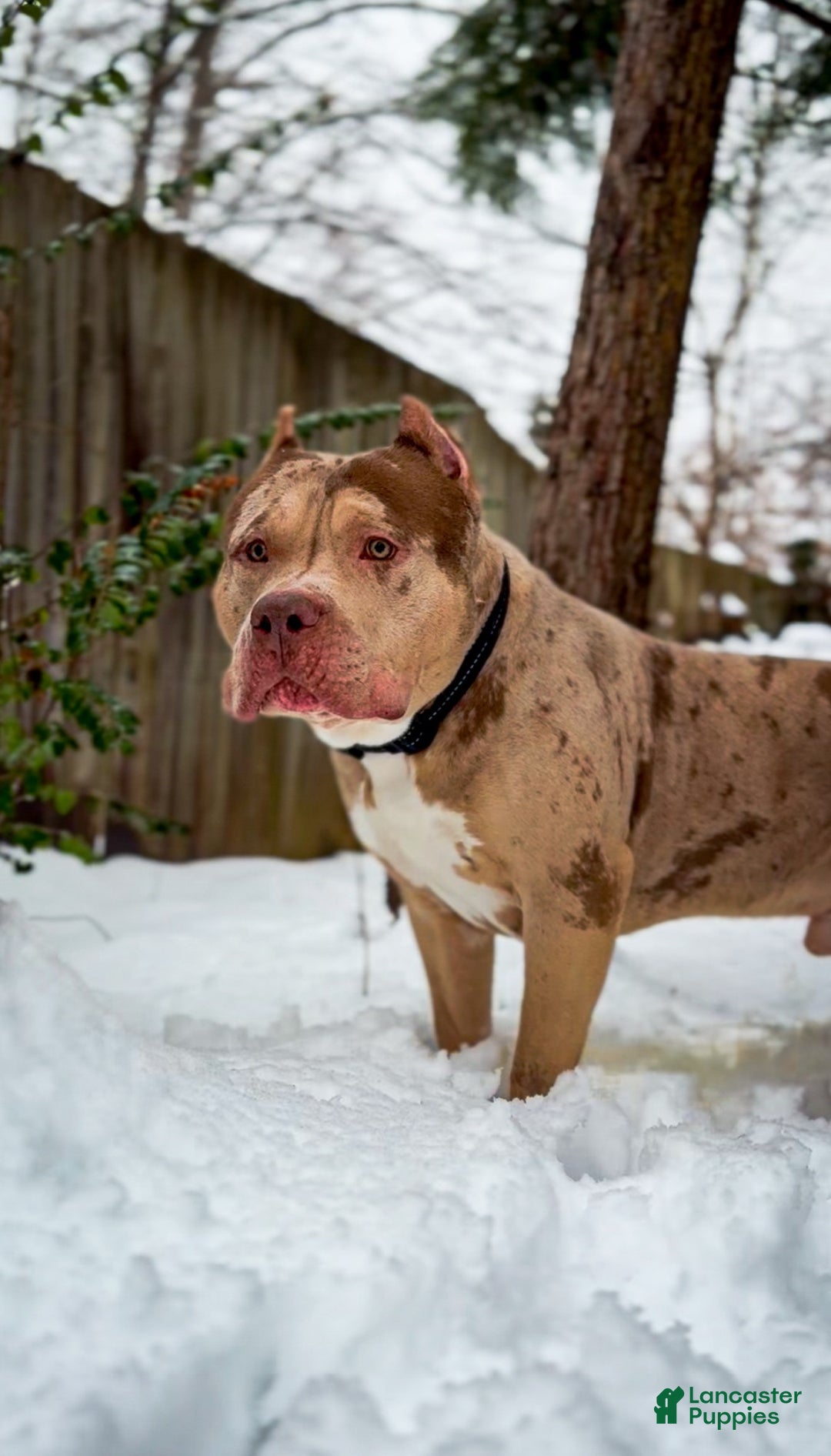 American Bully Chocolate Merle Lilac Tri Merle Bully Chocolate Tri