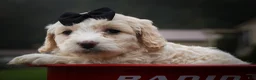 Cavachon dogs for sale: Houston🐾💙 - Ad 10