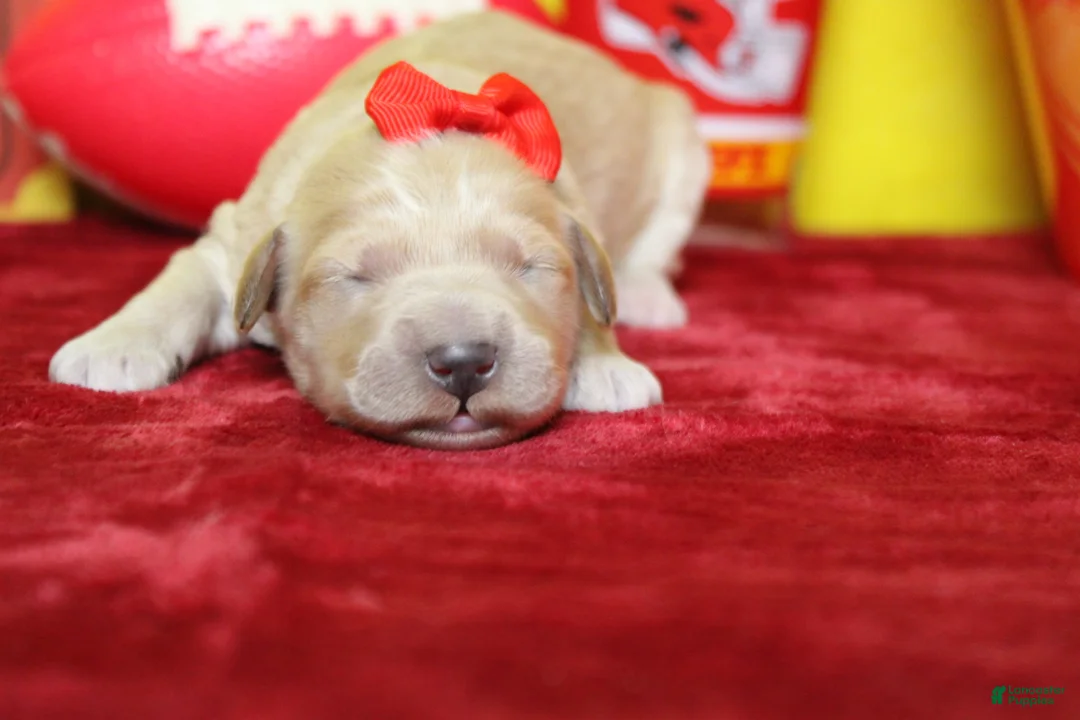 Goldendoodle dogs for sale: Cocoa - Ad 2