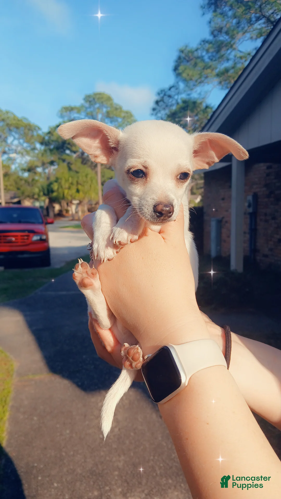 Chiweenie dogs for sale: Chiweenie Puppy 2 - Ad 1