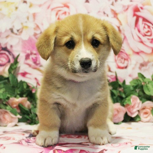 Welsh Corgi Pembroke dogs Daisy - Ad 2