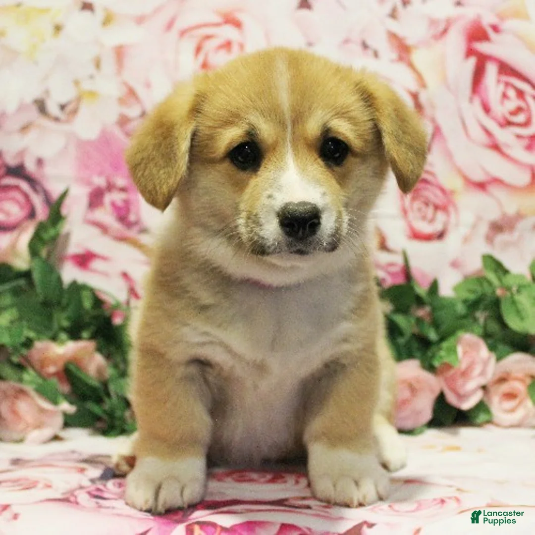 Welsh Corgi Pembroke dogs for sale: Daisy - Ad 2