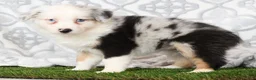 Miniature Australian Shepherd dogs for sale: Carly - Ad 8