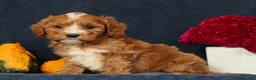 Cavapoo dogs for sale: Pixel - Ad 7
