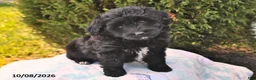 Mini Aussiedoodle dogs for sale: Samantha - Ad 2