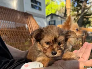 Mixed Breed dogs Male Puppy 2 - Ad 19