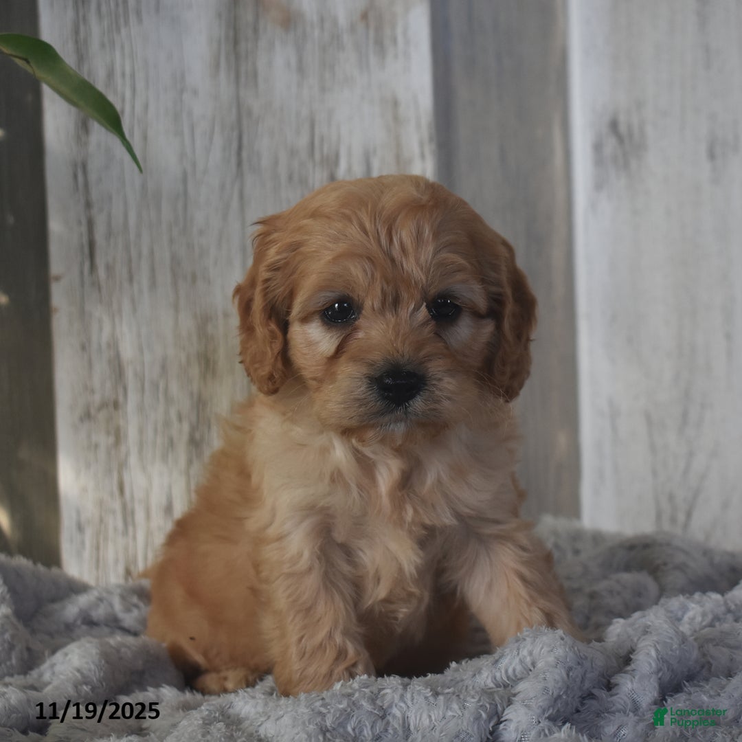 Cavapoo dogs for sale: Jimmy - Ad 4