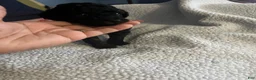 Miniature Poodle dogs for sale: Sprout - Ad 2