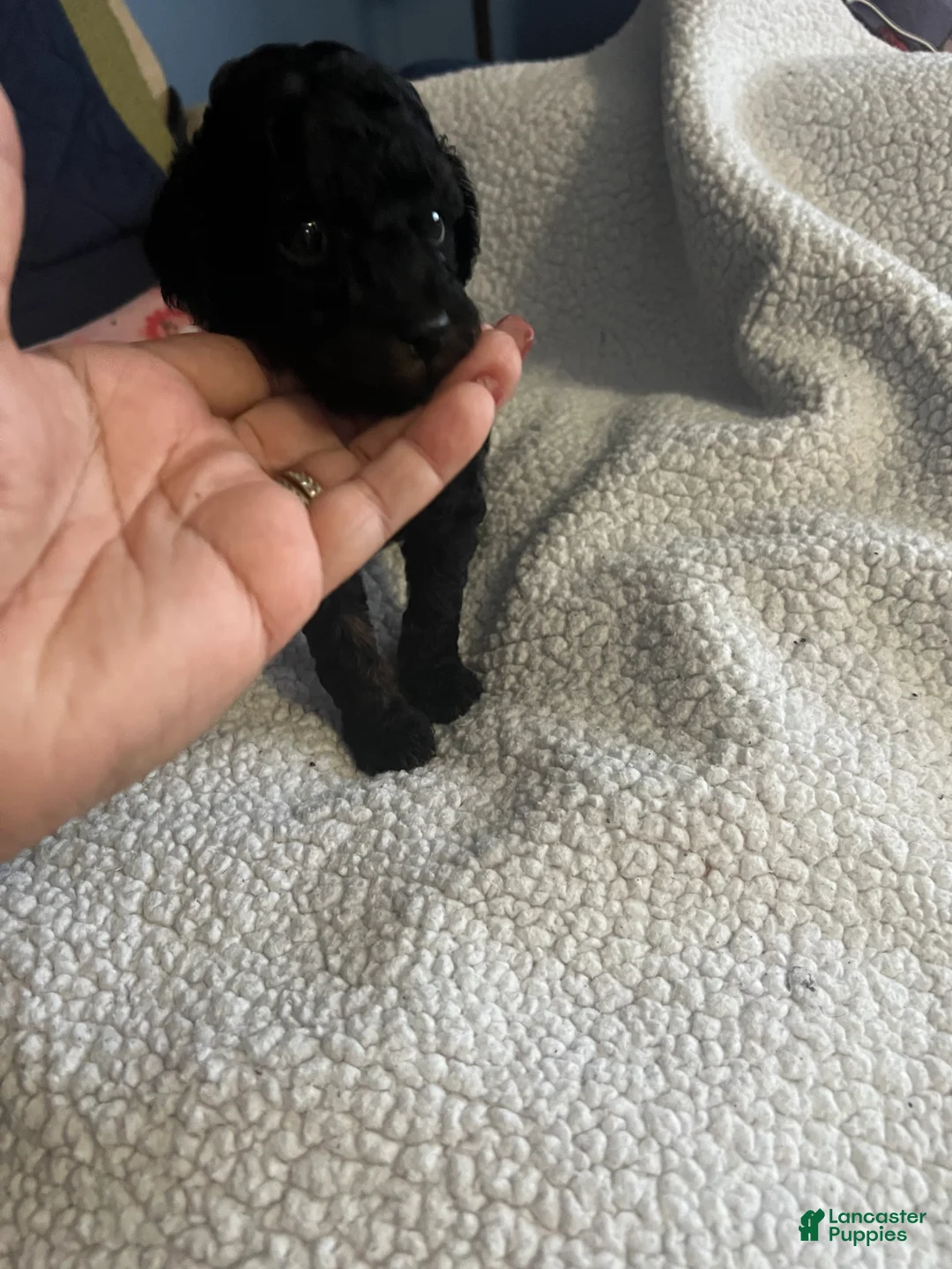 Miniature Poodle dogs for sale: Sprout - Ad 2