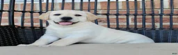 Labrador Retriever dogs for sale: Duke - Ad 4