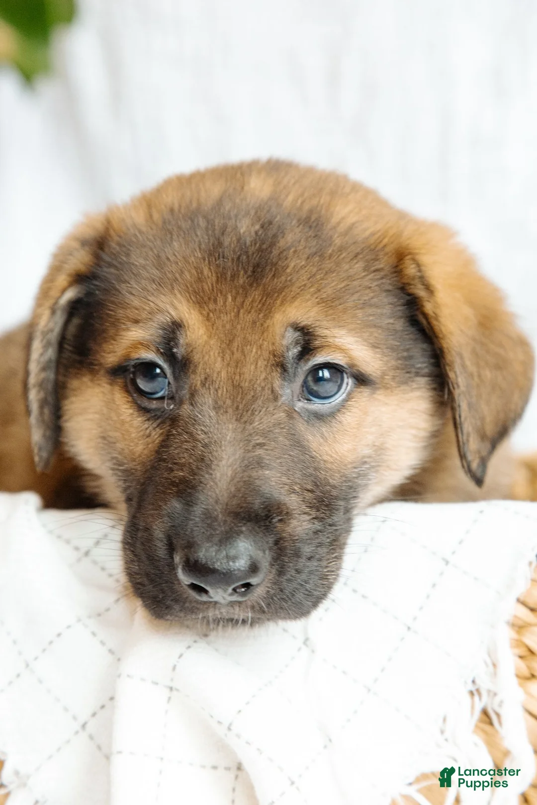 Mixed Breed dogs for sale: Bruno - Ad 2