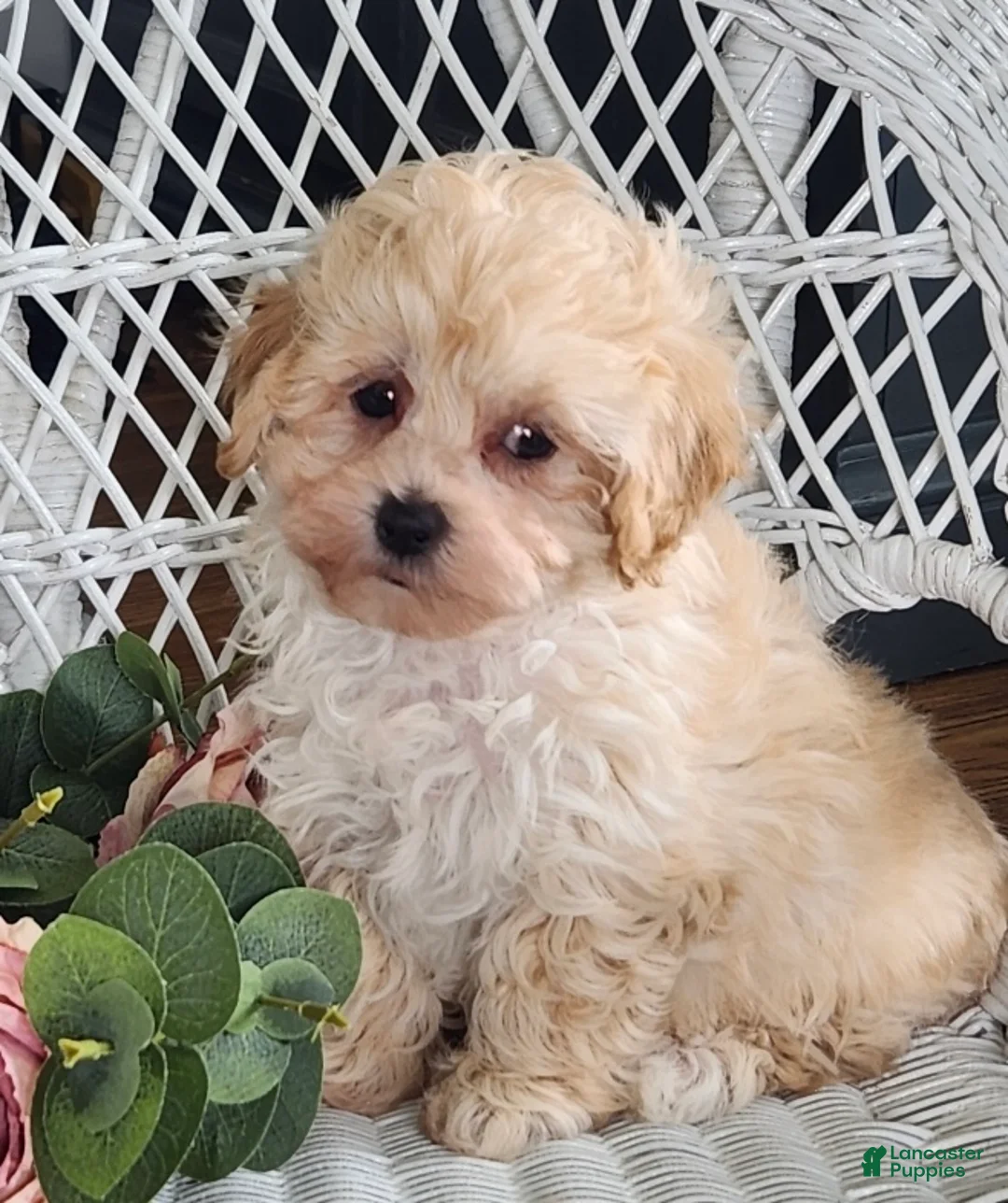 Maltipoo dogs for sale: Hannah - Ad 2