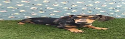 Miniature Dachshund dogs for sale: AKC-Marco - Ad 10