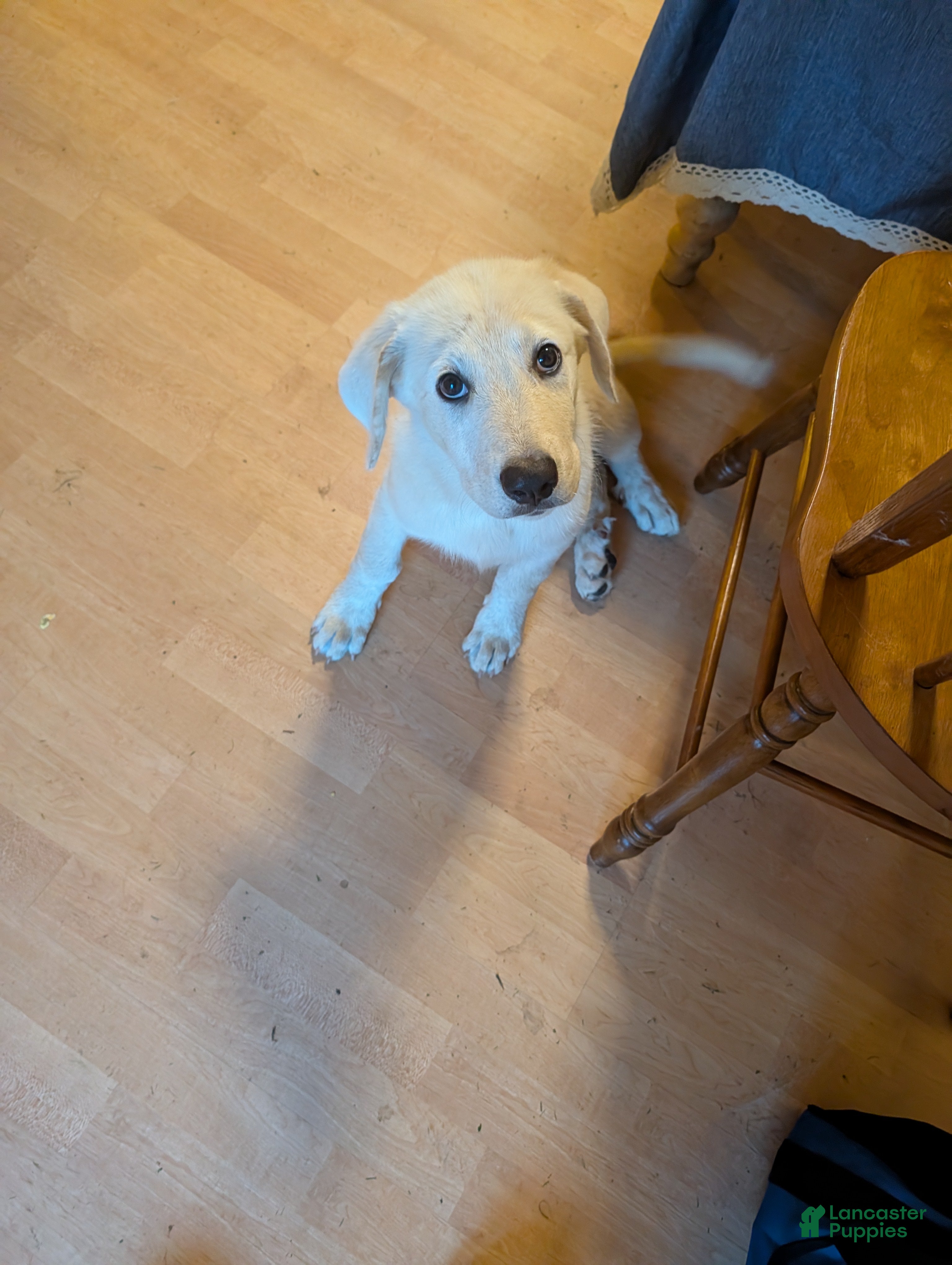 Mixed Breed dogs Great Pyrenees 8 - Ad 1